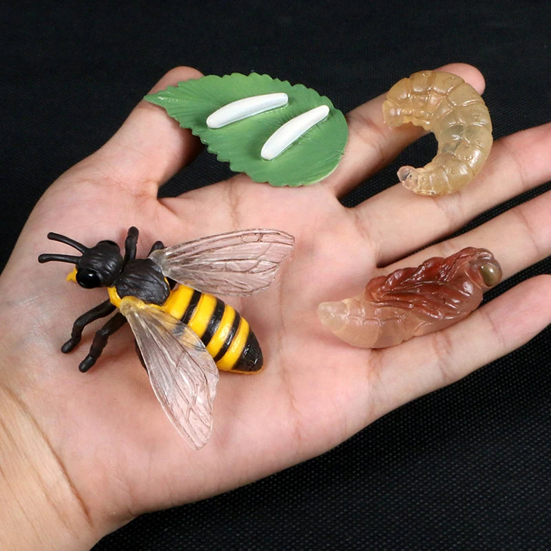 Children Simulation Biology Model Toy Animal
