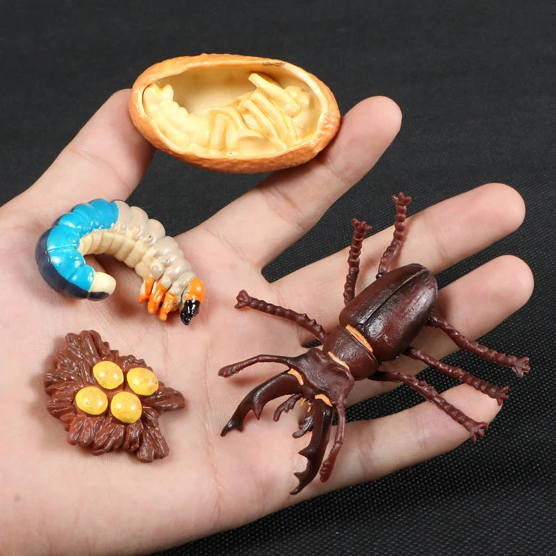 Children Simulation Biology Model Toy Animal