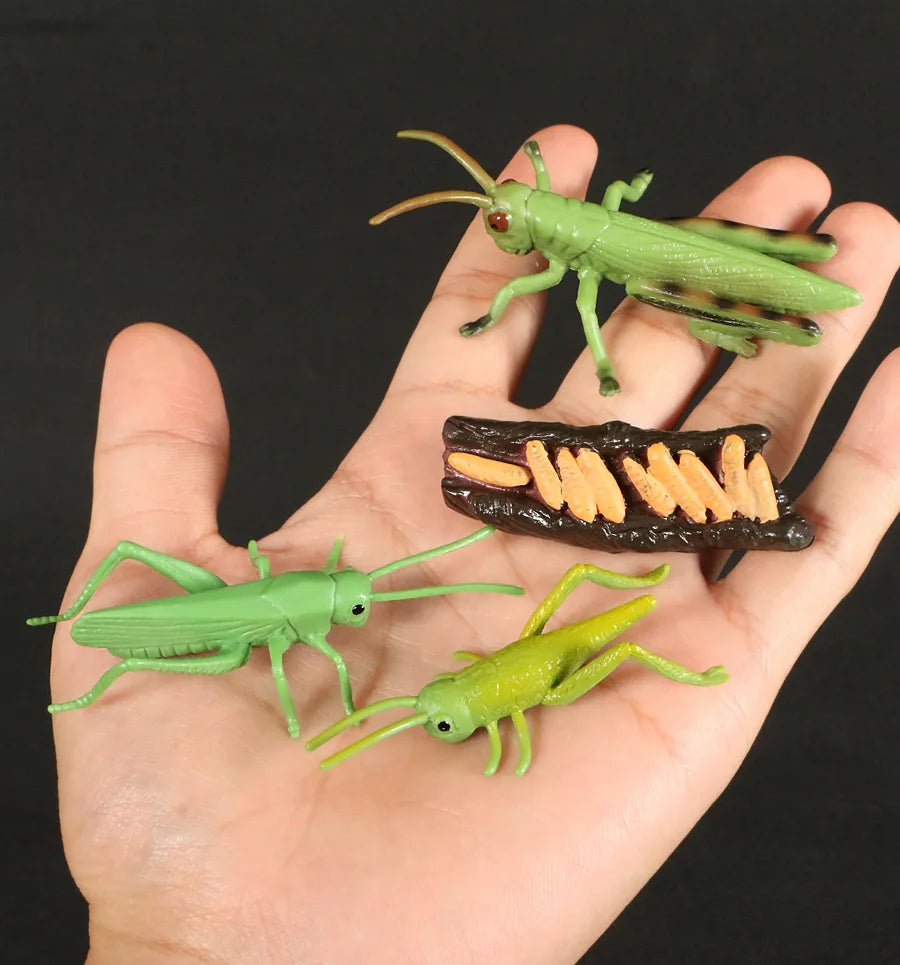 Children Simulation Biology Model Toy Animal