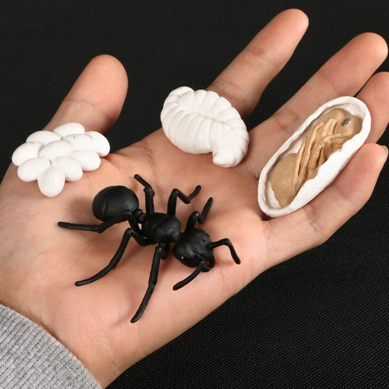 Children Simulation Biology Model Toy Animal