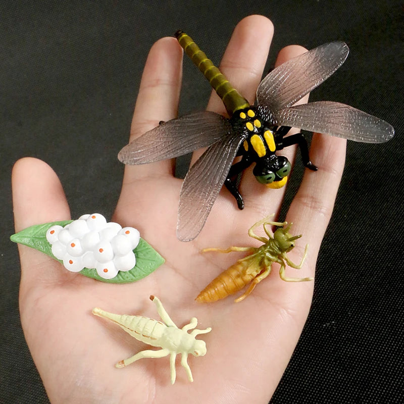Children Simulation Biology Model Toy Animal