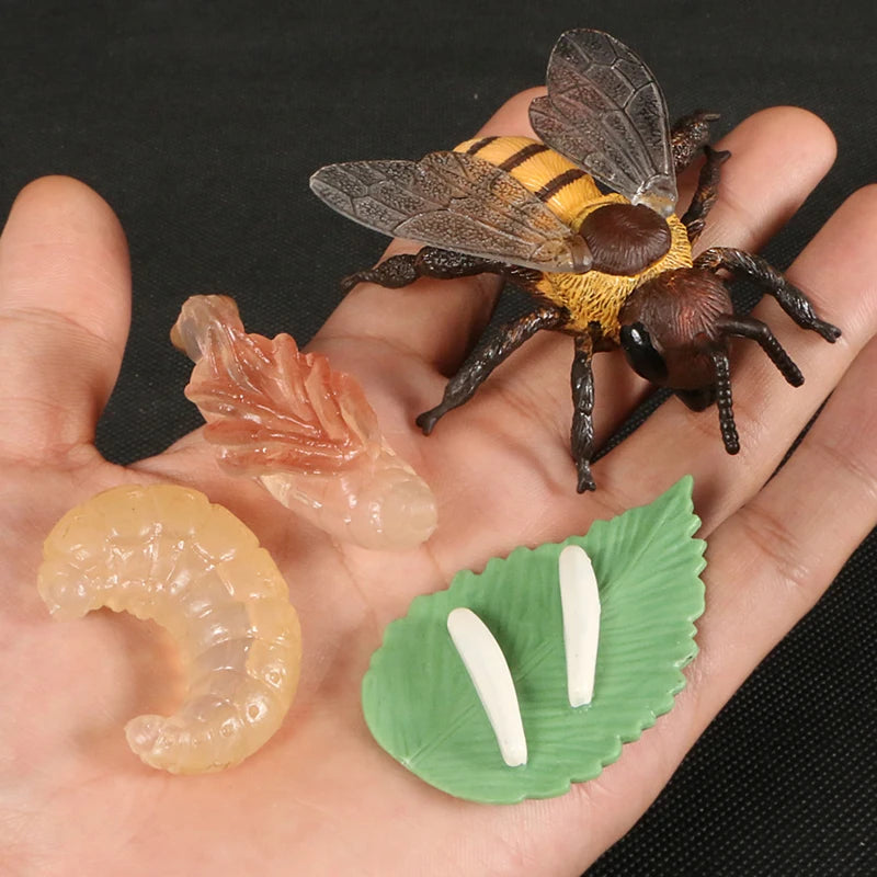 Children Simulation Biology Model Toy Animal