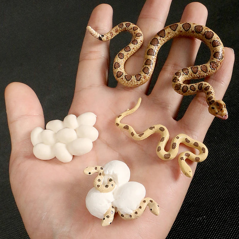 Children Simulation Biology Model Toy Animal