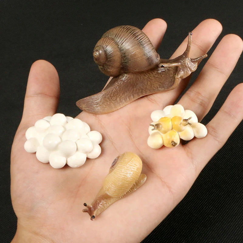 Children Simulation Biology Model Toy Animal