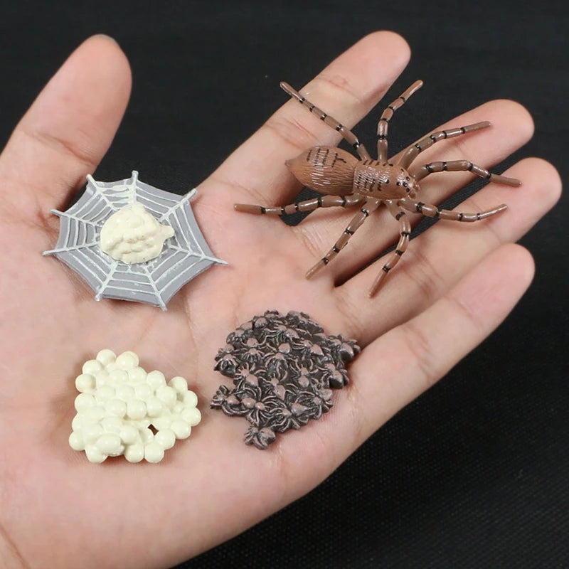 Children Simulation Biology Model Toy Animal