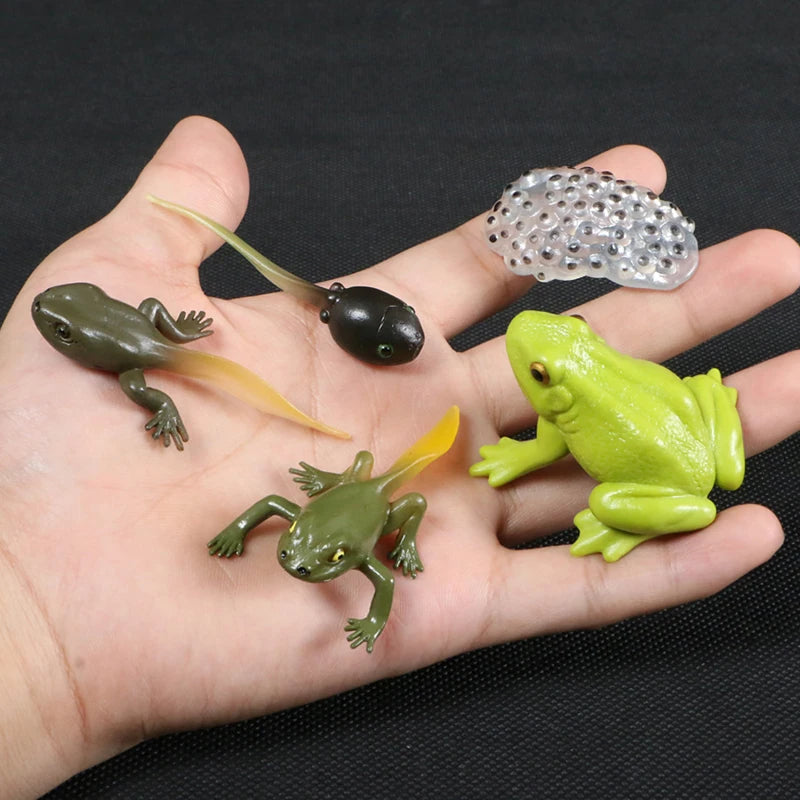 Children Simulation Biology Model Toy Animal