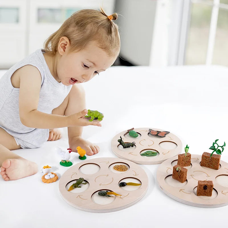 Children Simulation Biology Model Toy Animal