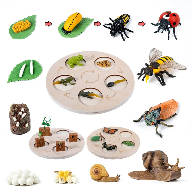 Children Simulation Biology Model Toy Animal